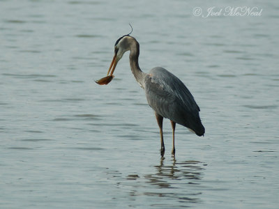 Great Blue Heron with impaled Bluegill