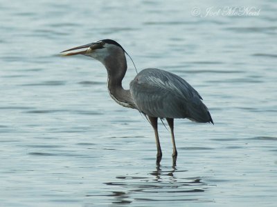 Great Blue Heron swallowing Bluegill