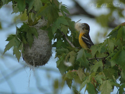 female Baltimore Oriole lining nest with cattail down