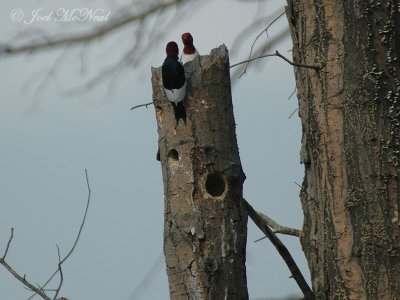 Red-headed Woodpecker staredown