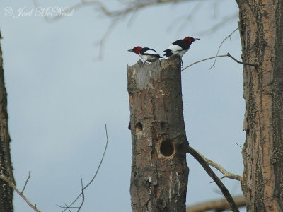 mirrored Red-headed Woodpecker pair