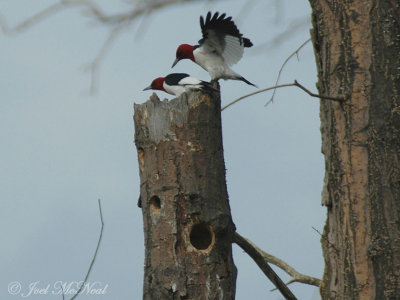 Red-headed Woodpeckers about to mate