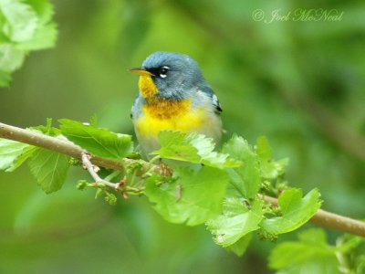 male Northern Parula in Mulberry