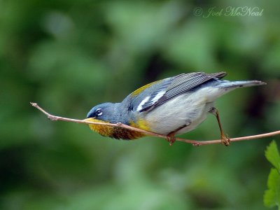 male Northern Parula gleaning insects