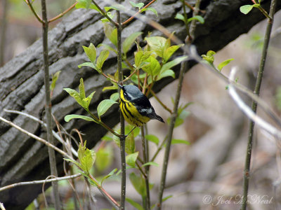 Magnolia Warbler: Setophaga magnolia, male