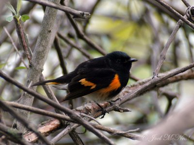 male American Redstart