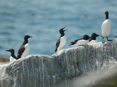 Common Murres (bridled and unbridled)