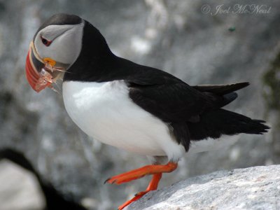 Puffin bringing shrimp to nestlings