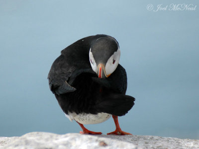 preening Puffin