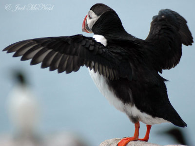 stretching Puffin