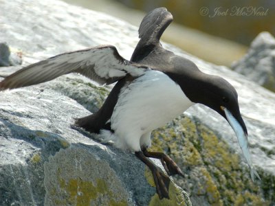 Common Murre with big fish