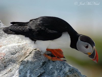 Atlantic Puffin