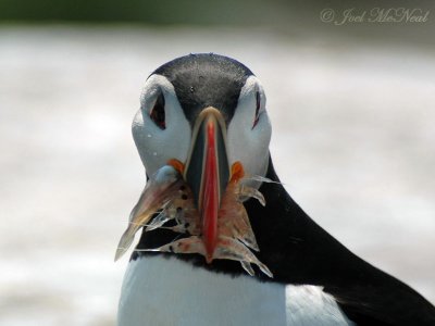 Puffin with a mouthful of shrimp