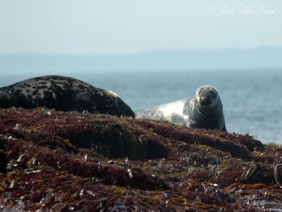 Gray Seals