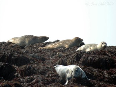 Harbor and Gray Seals