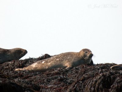 Harbor Seal