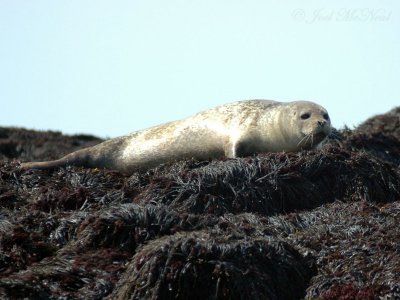 Harbor Seal