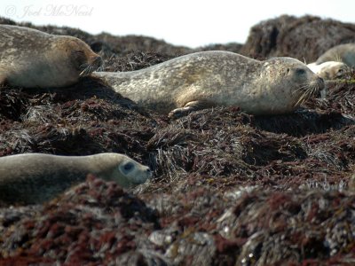 Harbor Seals