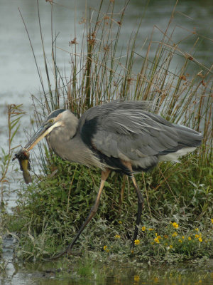 Great Blue Heron with harpooned catfish