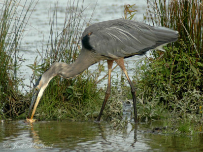 Great Blue Heron rinsing off catfish