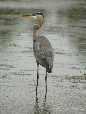 Great Blue Heron after finally swallowing catfish