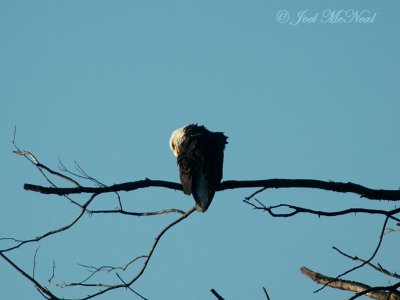 Bald Eagle preening