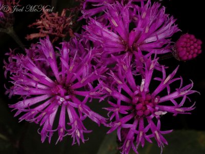 Tall Ironweed