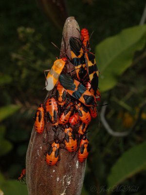 Milkweed Bug nymphs and adults on Purple Milkweed follicle