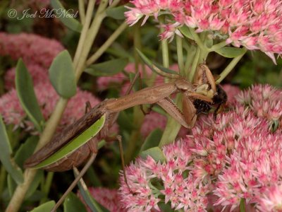 Asian Mantis eating Bumblebee on Sedum