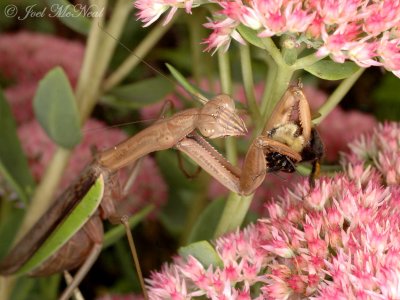 Asian Mantis eating Bumblebee on Sedum