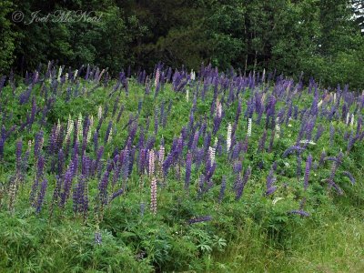 Big-leaf Lupine: Lupinus polyphyllus (introduced from Pacific NW)