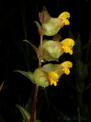 Yellow Rattle: Rhinanthus minor with spider