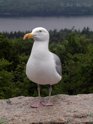 Herring Gull: Larus argentatus