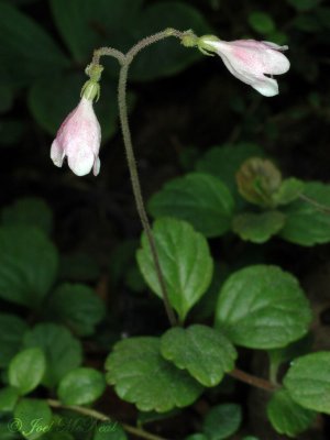 Twinflower: Linnaea borealis