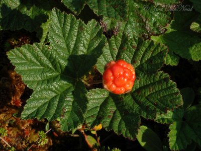 Cloudberry a.k.a. Baked Apple Berry: Rubus chamaemorus