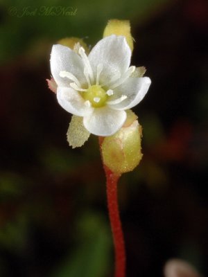 Round-leaved Sundew: Drosera rotundifolia