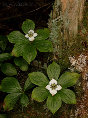 Bunchberry: <i>Cornus canadensis</i>