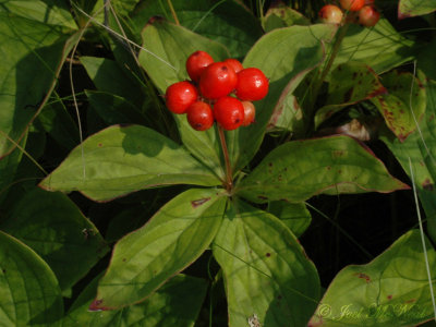 Bunchberry: Cornus canadensis in fruit