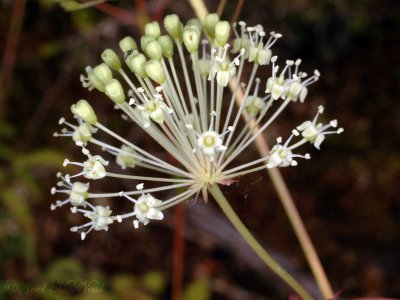 Bristly Sarsaparilla: Aralia hispida