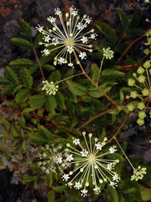 Bristly Sarsaparilla: Aralia hispida