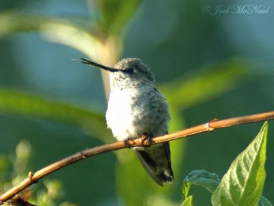 female Anna's Hummingbird