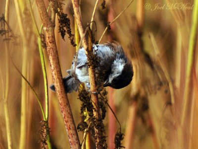 Chestnut-backed Chickadee