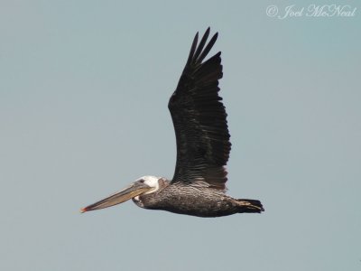 Brown Pelican