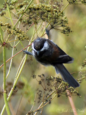 Chestnut-backed Chickadee