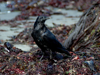 Common Raven: Corvus corax