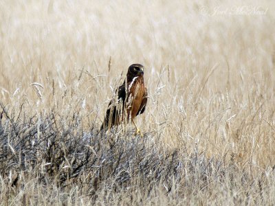 juvenile Northern Harrier