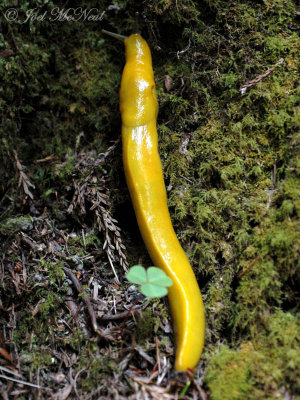 Banana Slug