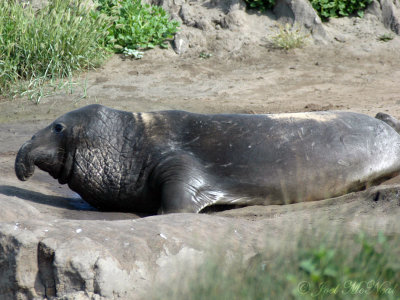 bull Elephant Seal