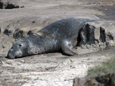 bull Elephant Seal