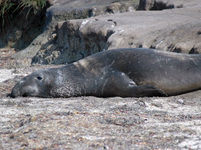 bull Elephant Seal